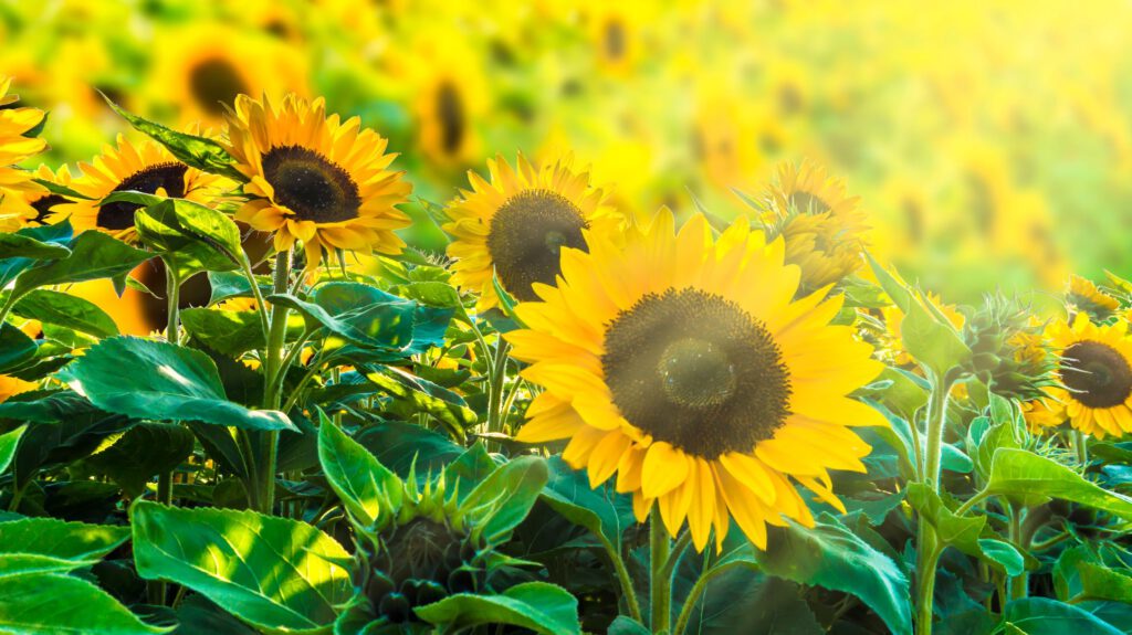 Sonnenblumen als Symbol für Natur, Umweltbewusstsein und Lebensqualität – nachhaltige Zahnarztpraxis Köln verbindet moderne Zahnmedizin mit Nachhaltigkeit