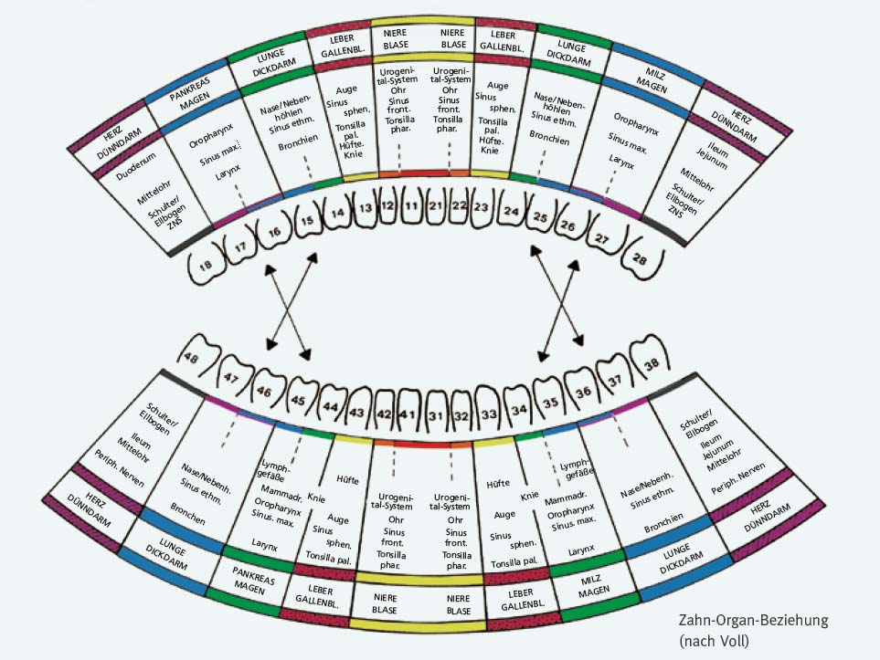 Grafische Darstellung der Verbindung zwischen Zähnen und Organen – ganzheitliche Zahnmedizin im Haus der Zahngesundheit Köln